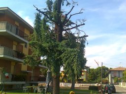 Potatura degli alberi SBAGLIATA &raquo; Potatura degli alberi SBAGLIATA